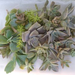 Succulent Cuttings