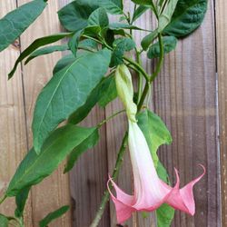 Brugmansia Aurea Angel's Trumpet Live Plant 3ft