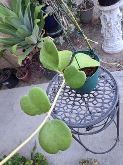 Blooming Hoya Kerri Sweetheart Plant $43