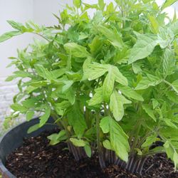 30 Tomatoe Plants 