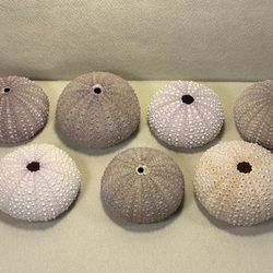 Lot of 7 Large Sea Urchins