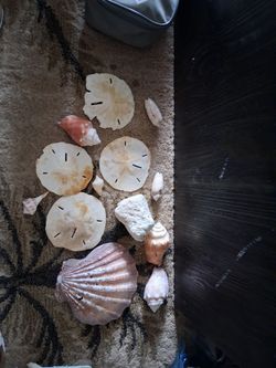 "Huge Gulf Coast shell