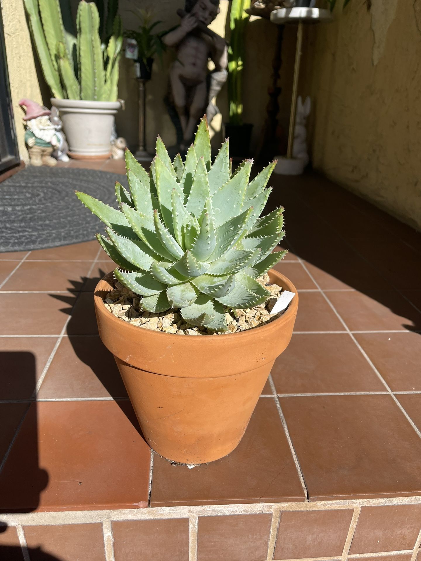 Aloe Brevifolia Succulent