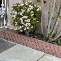 Jade Crassula Succulent Plants