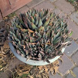 Agave OBO