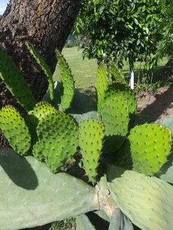 Nopales/Cactus Leaf