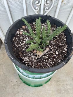 Planta floriando