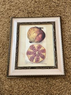 Pomegranate Framed Art Print 