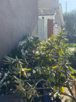 Plumeria branches