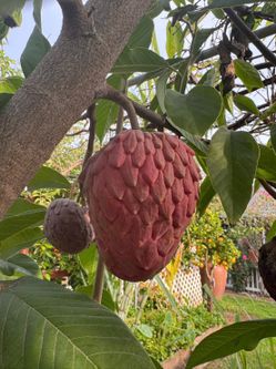 Red Geffner Atemoya Fruit Tree