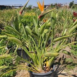 Bird Of Paradise 