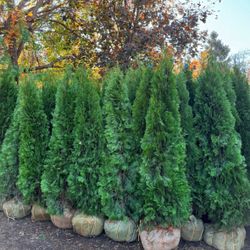Evergreens for Instant Privacy – Green Giants, Emeralds & More