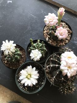 Gymnocalycium cactus 🌵
