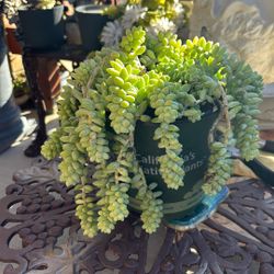 Donkey Tail Pot 