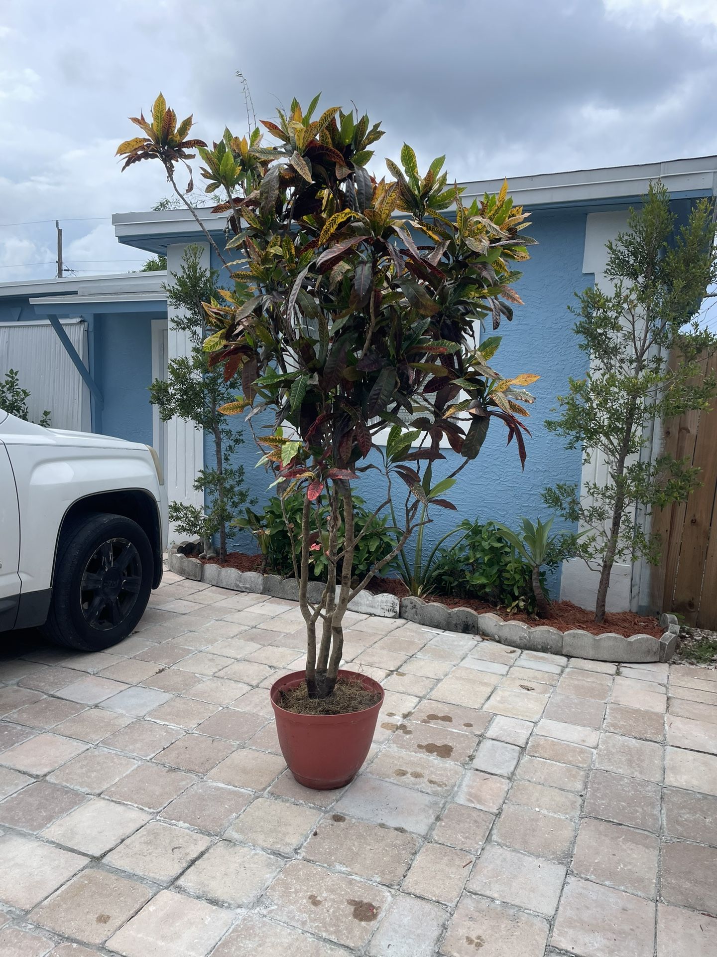 Croton Plant Very Nice.