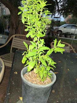 Epazote $8