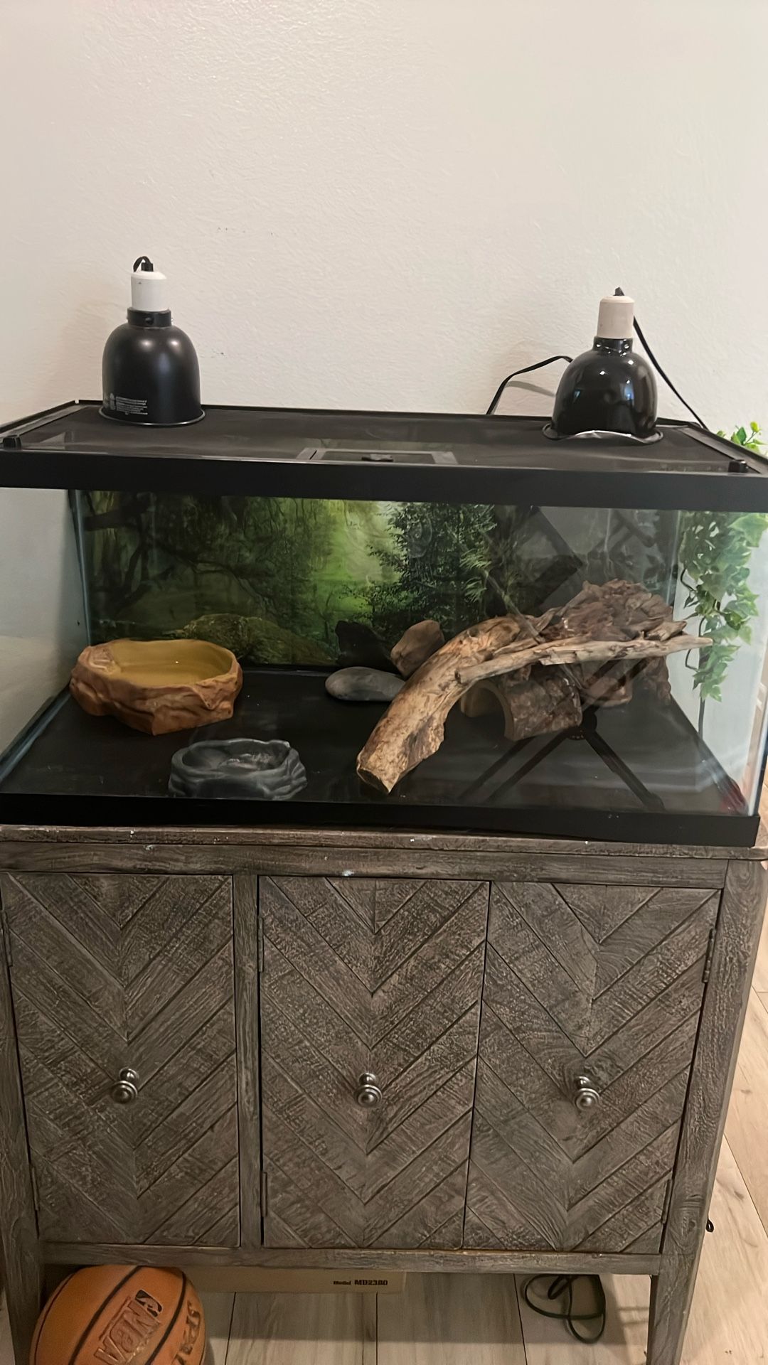Bearded Dragon Aquarium Set
