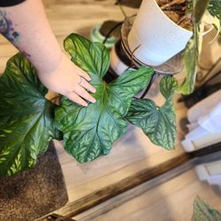 Cercestis Mirabilis Plant babies