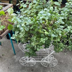 Plant Jade