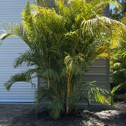 8ft High Areca And Podocarpus 