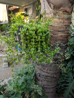 Plant