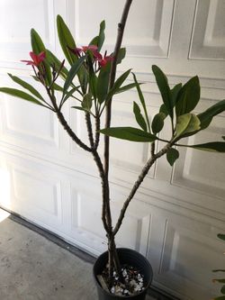 PLUMERIA PLANT FULLY ROOTED SIZE 4 FT TALL 🌺🌺