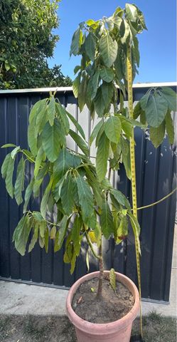 Avocado tree