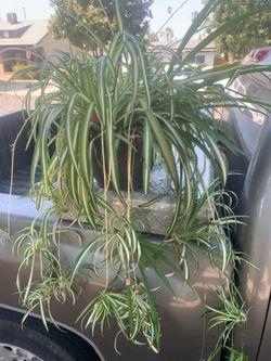 Spider plant