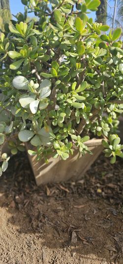 Big Jade Plant