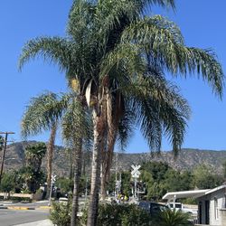 Free, palm trees