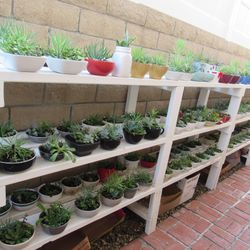 Succulents ( Read Details)