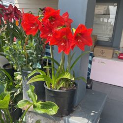 Amarilles