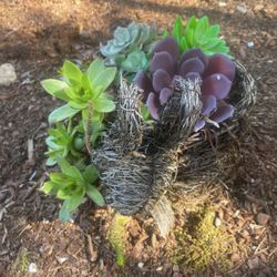 Succulent Planter