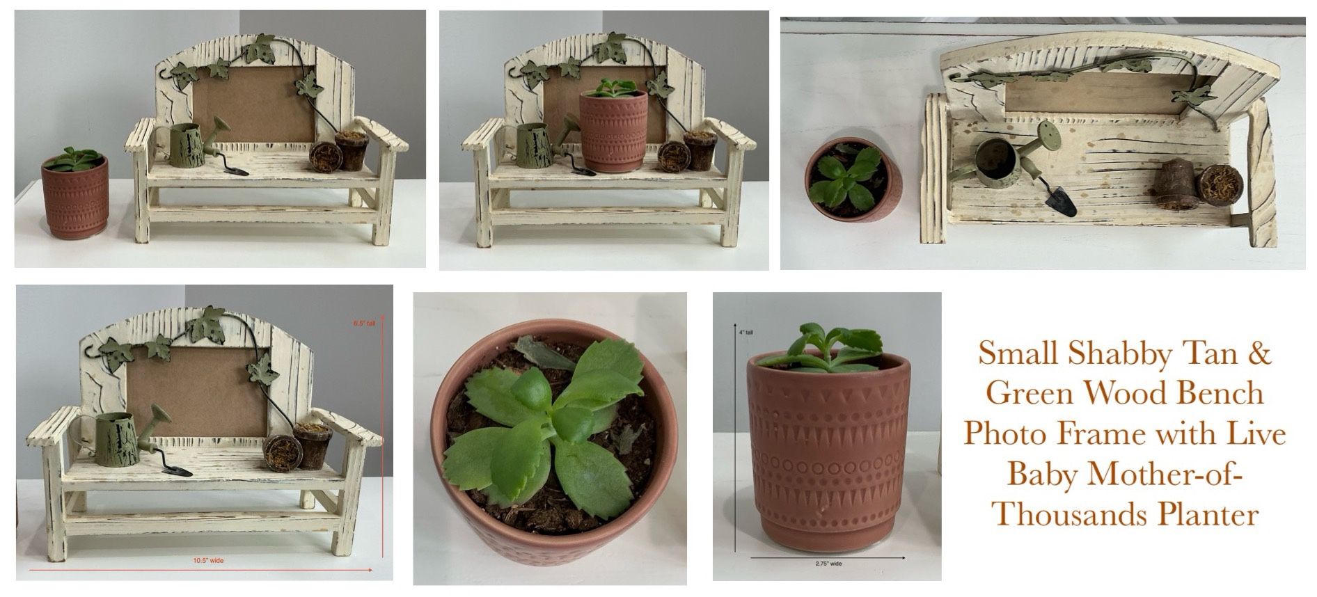 Small Shabby Tan & Green Wood Bench Photo Frame with Live Baby Mother-of-Thousands Planter