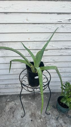 Aloe vera