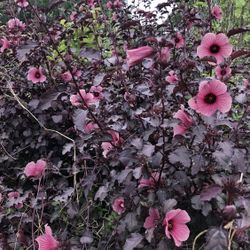 Red Leaf Cranberry Hibiscus 
