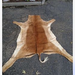 Taxidermy Antelope Skin!! $50 Obo.  