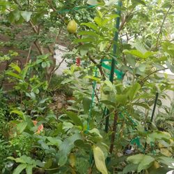 Ruby Supreme Guava Tree 🙆🏻‍♀️🌳🍐