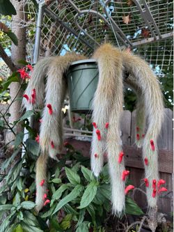 Monkey tail cactus.