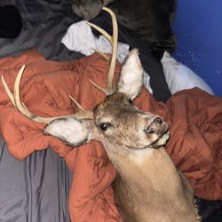 8 Point Buck Trophy mount