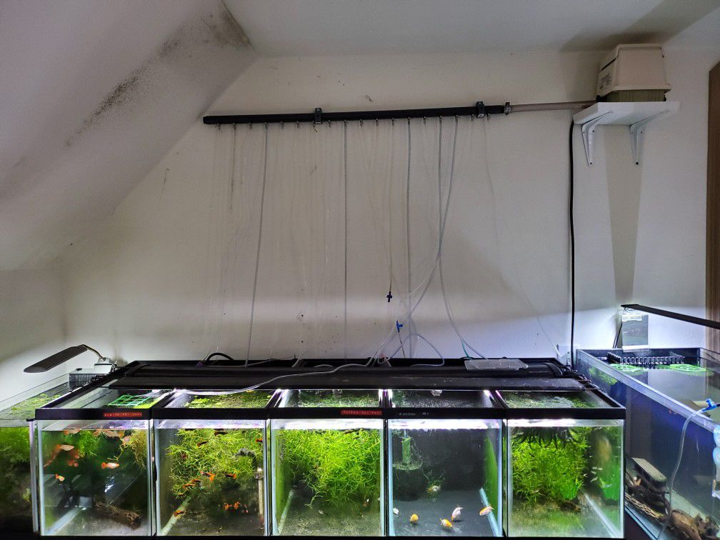 Full Guppy breeding setup aquarium fish tanks