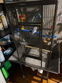 Two blue and white parakeet Two blue and white parakeet
