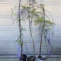 Japanese Wisteria Purple Flower Plant Tree 