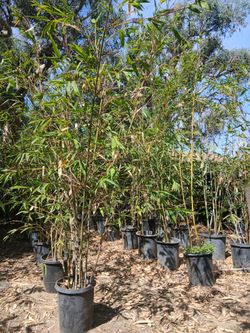 Bamboo Trees 2 Prices