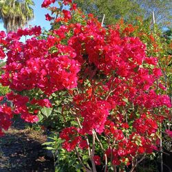 Beautiful Bougainvillea Tree $150