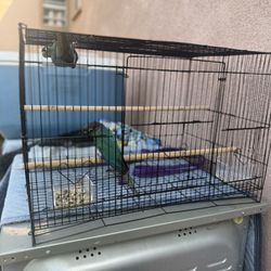 Bird Cages
