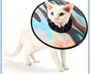 Pet Cone - Small (NEW)