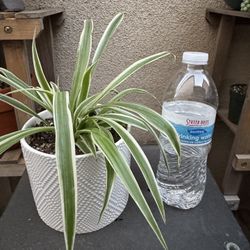 Spider Plant