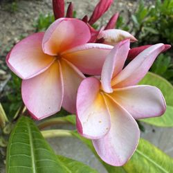 Potted Plumeria 