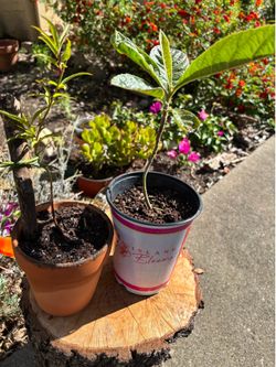 Peach tree and loquat tree